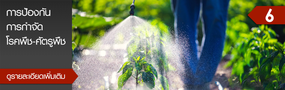 คลิกเพื่อดูรายละเอียดเพิ่มเติม